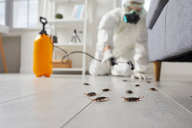 Post-Treatment Bed Bug Interceptor Monitoring in Concordia